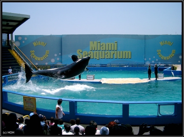 Orca Show im Miami Seaquarium