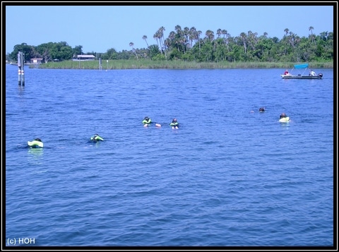 Snorkeling with Manatees