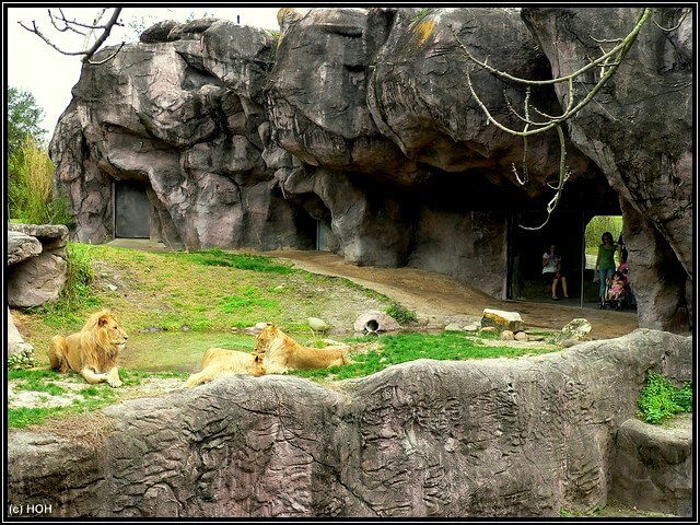 Loewengehege in Busch Gardens