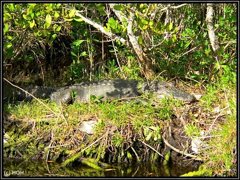 Ein "fieser" Alligator