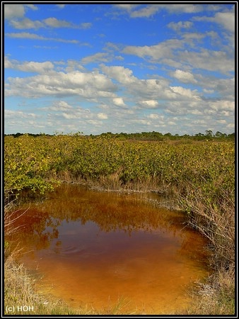 Yellowstone? Nein ... Merritt Island, Fl.