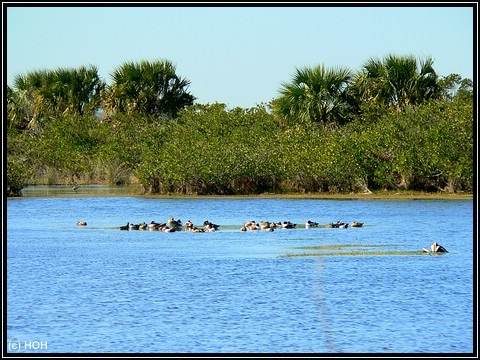 Wildlife watching