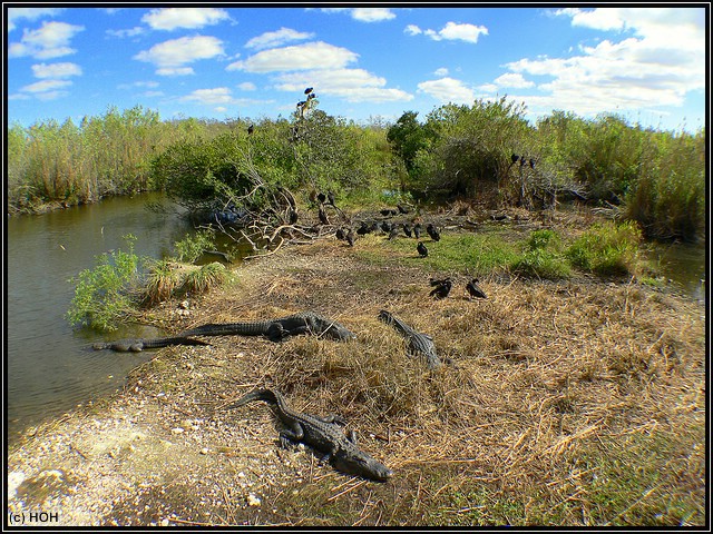 Alligatorauflauf am Ende des Anhinga Trails Alligatorauflauf am Ende des Anhinga Trails