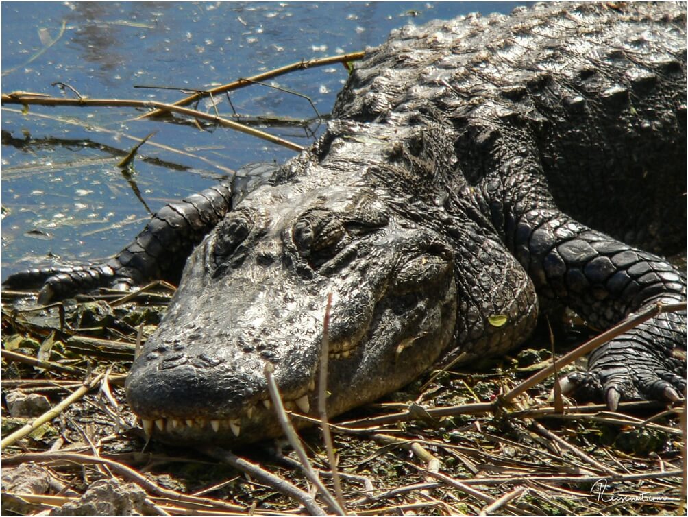 Alligator am Wegesrand