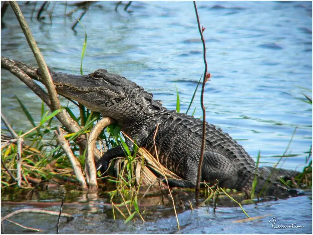 Ein fauler Alligator