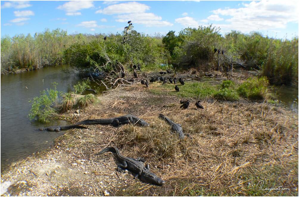 Alligatorauflauf am Ende des Anhinga Trails