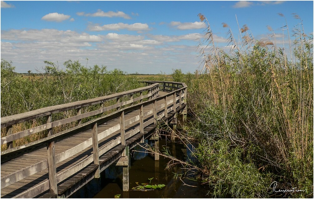 Holzsteg auf dem Anhinga Trail