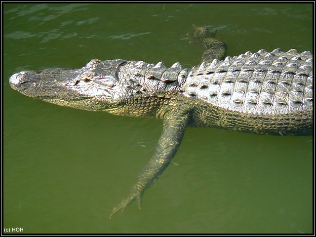 Ein Alligator zieht gemütlich seine Bahnen am Big Cypress Visitor Center