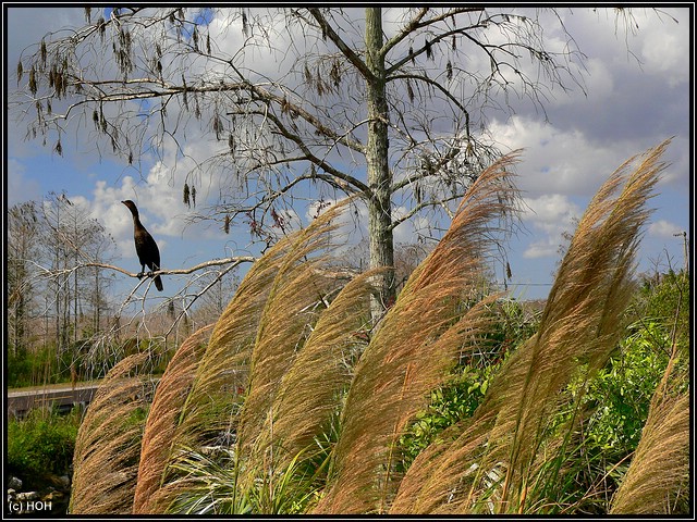 Am Big Cypress Visitor Center