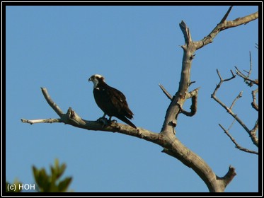 Eisvogel