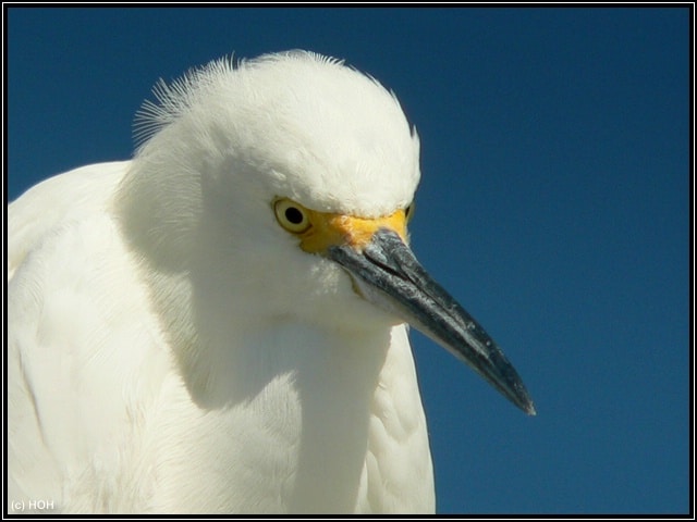 Sanibel Bird