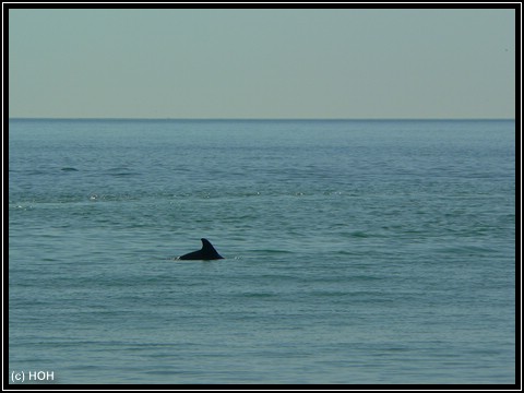 Wilder Delphin irgendwo im Meer vor der Küste