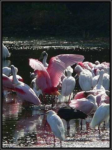Fauna am Blackpoint Wildlife Drive
