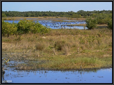 Blackpoint Wildlife Drive