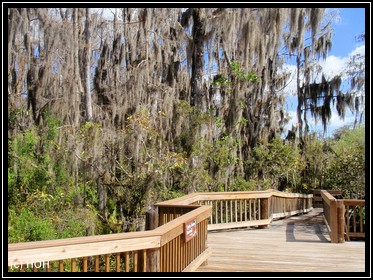 Cypress Swamp Boardwalk