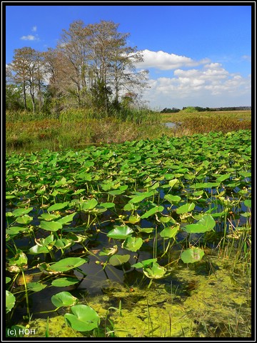 Seerosen am Marsh Trail