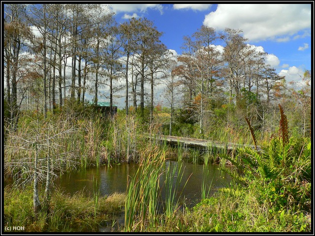 Entlang des Marsh Trails im Marsh Trail im Loxahatchee Wildlife Refuge