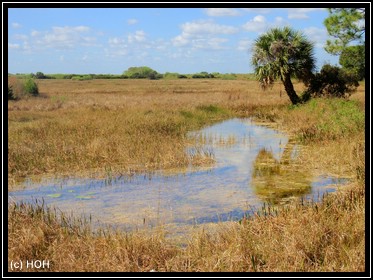 Marsh Trail
