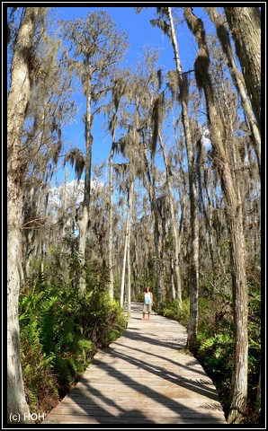 Cypress Swamp Boardwalk