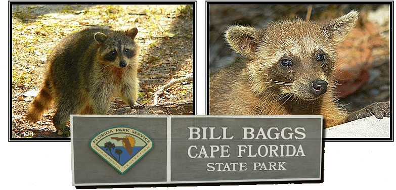 Waschbären im Bill Baggs Cape Florida State Park