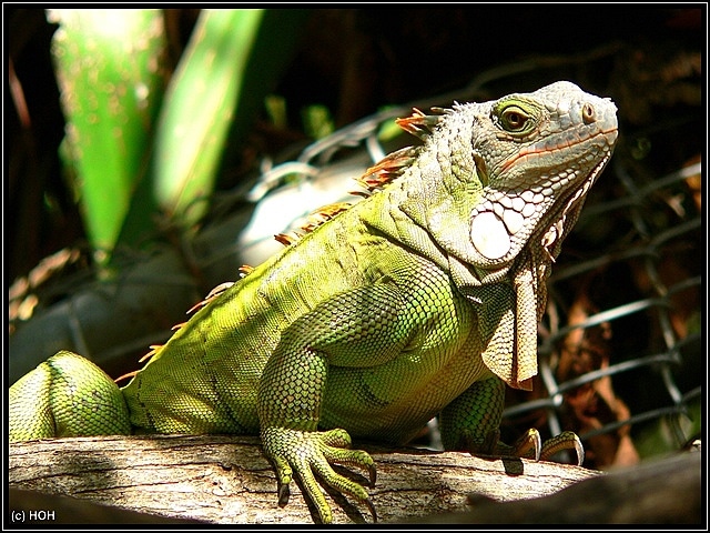 Lizard im St.Maarten Park