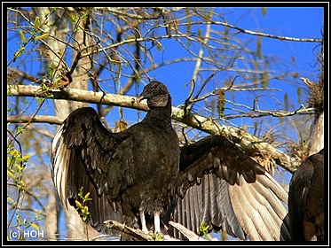 Sich sonnender Black Vulture 