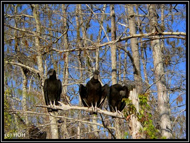 Black Vultures