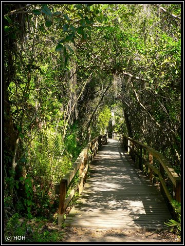 Fakahatchee Strand Boardwalk