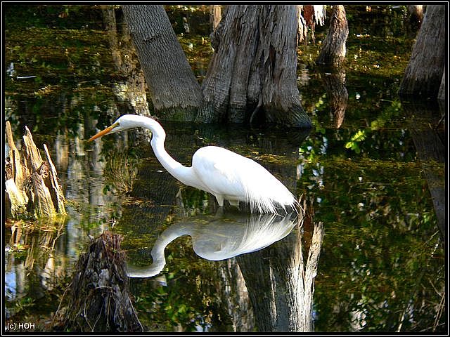 Reiher beim fischen