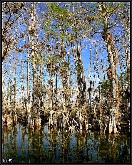 Big Cypress ... Loop Road Impression