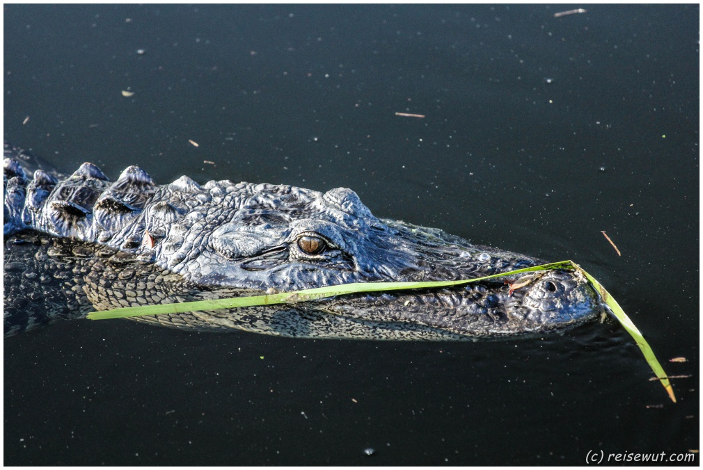 Ein Alligator dreht gemütlich seine Runden am Big Cypress Visitor Center