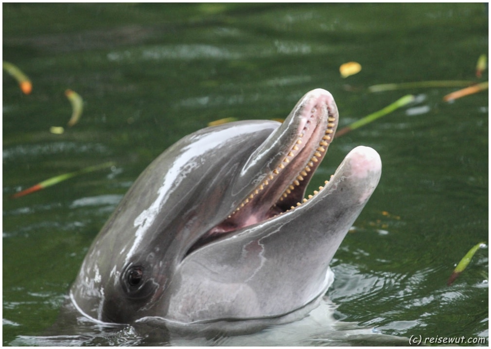 Das freundliche Aussehen wurde schon etlichen Delphinen rund um den Planeten zum Verhängnis
