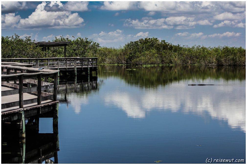Ein Alligator zieht gemütlich seine Runden beim Anhinga Trail