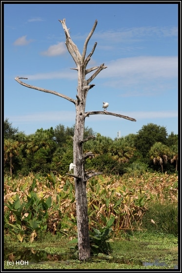 Green Cay Wetlands