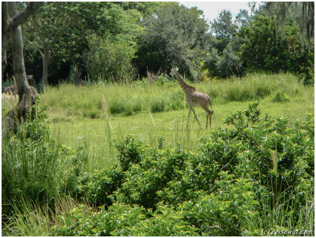 Giraffe im Animal Kingdom