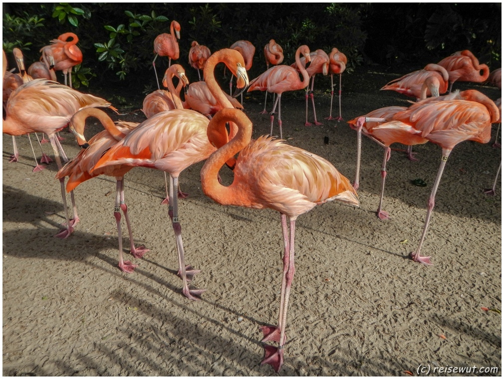 Flamingos im Sea World Orlando