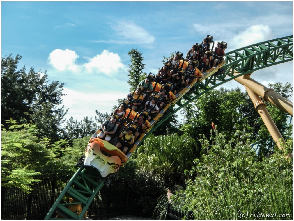 Cheetah Hunt in Busch Gardens Tampa