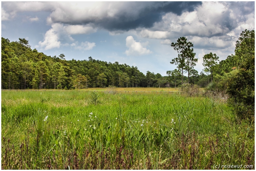 Marschenlandschaft im Audubon Corkescrew Swamp Sactuary