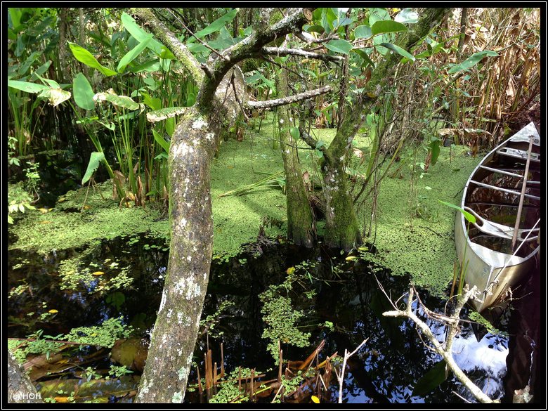 Idylle im Corkescrew Swamp Sanctuary