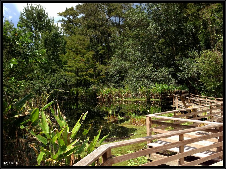 Der Boardwalk im Corkescrew Swamp Sanctuary