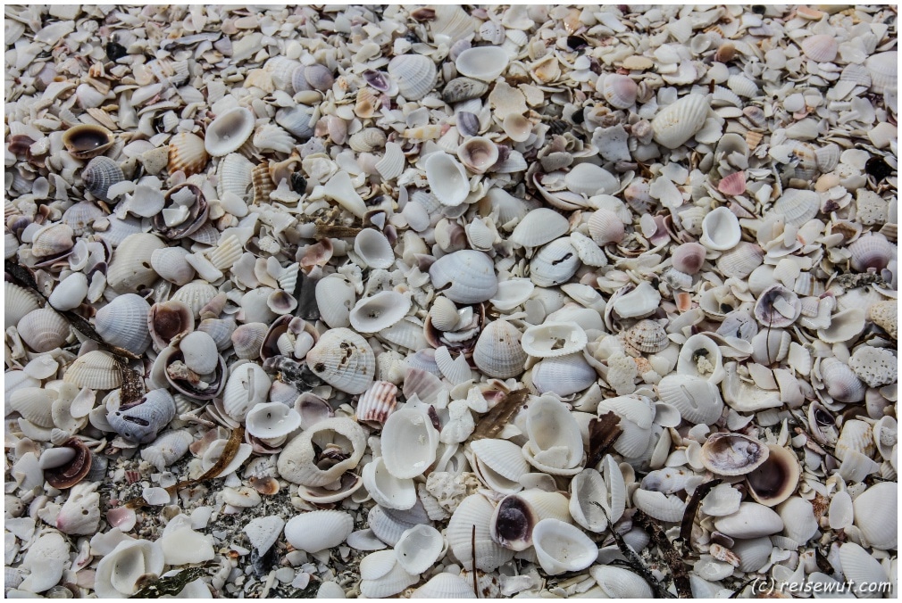 Muscheln auf Sanibel Island