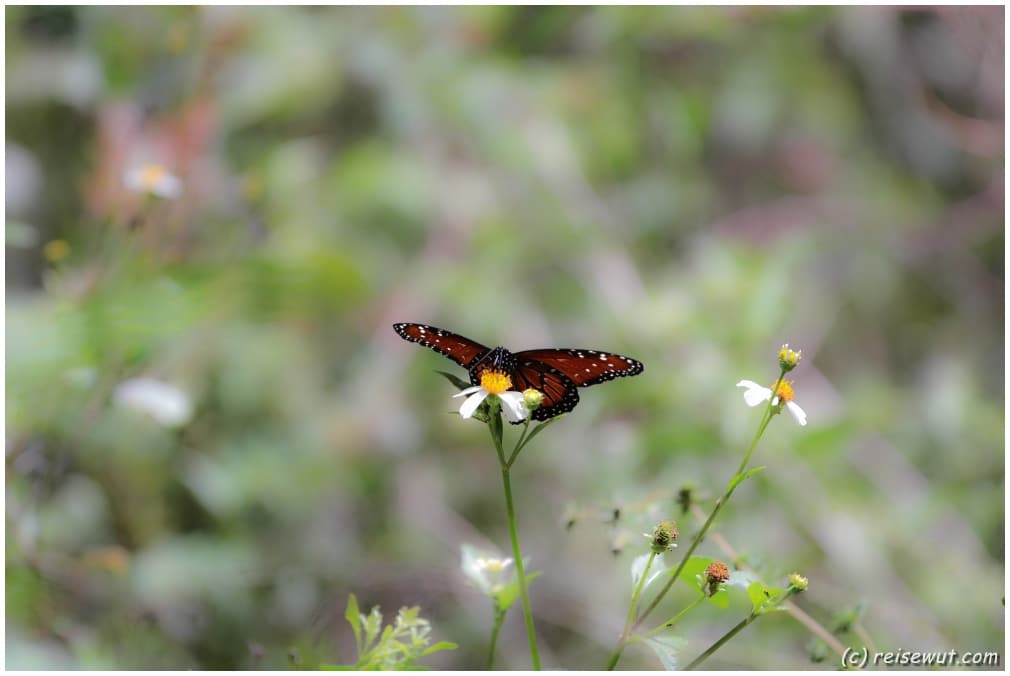 Schmetterling am Wegesrand