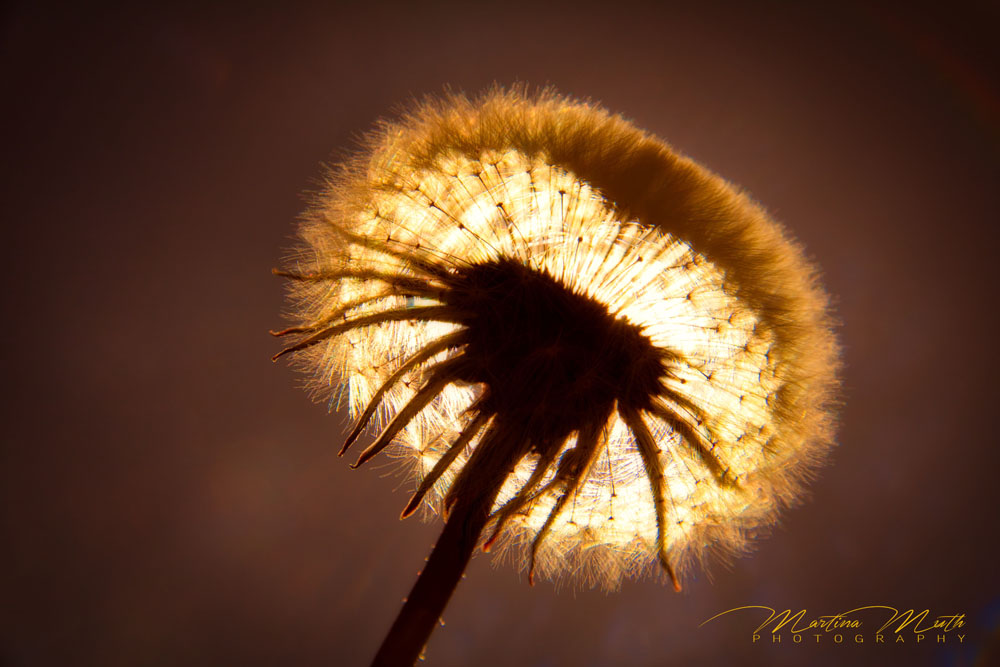 Abendstimmung 