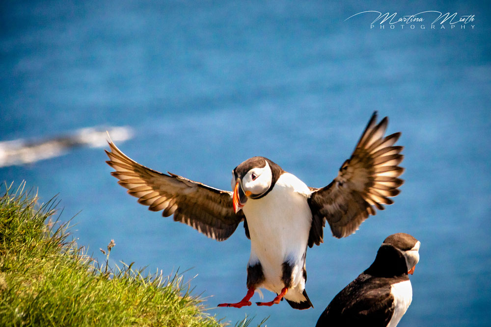 Papageitaucher im Anflug bei Látrabjarg