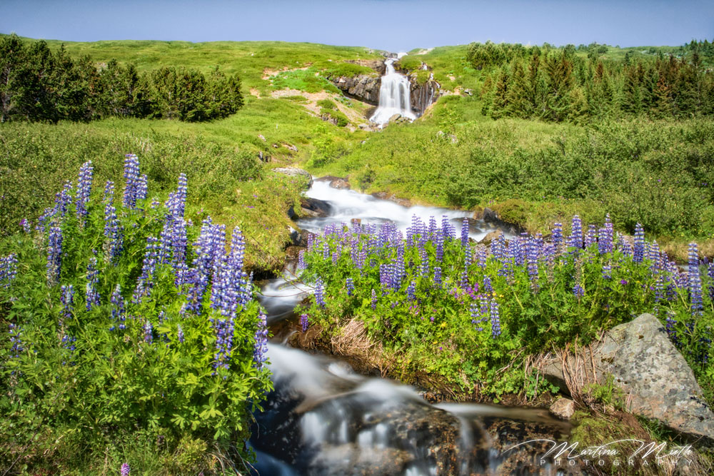 Der Wasserfall in Tunguskogur scheint keinen offiziellen Namen zu haben, liegt aber ganz reizend inmitten von Blumenfeldern und grünem Gras.