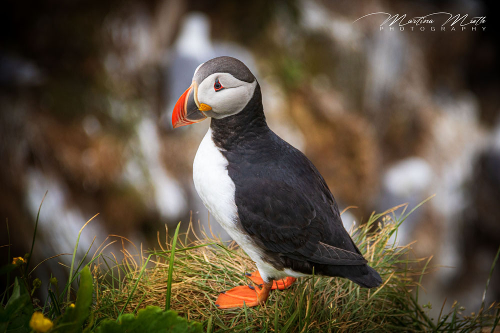 Papageitaucher bei Borgarfjarðarhöfn