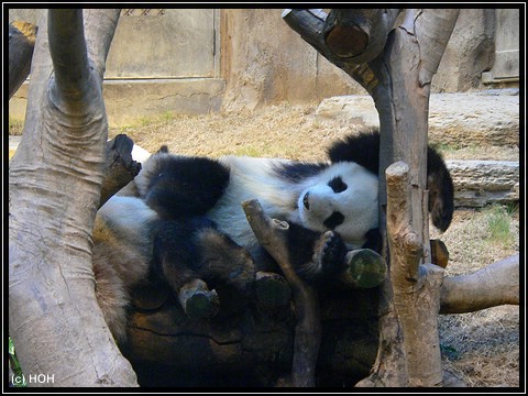 Ein topfitter Panda