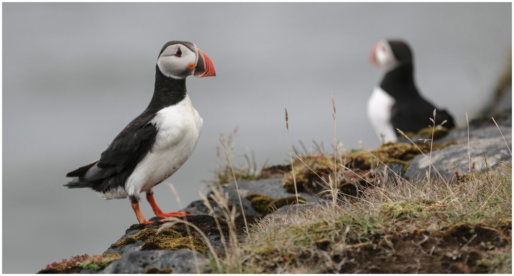 Was sind das bitte für fotogene und putzige Vögel?