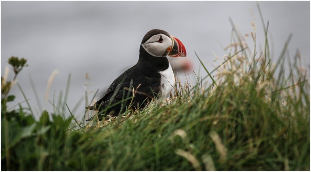 Papageitaucher im Gras