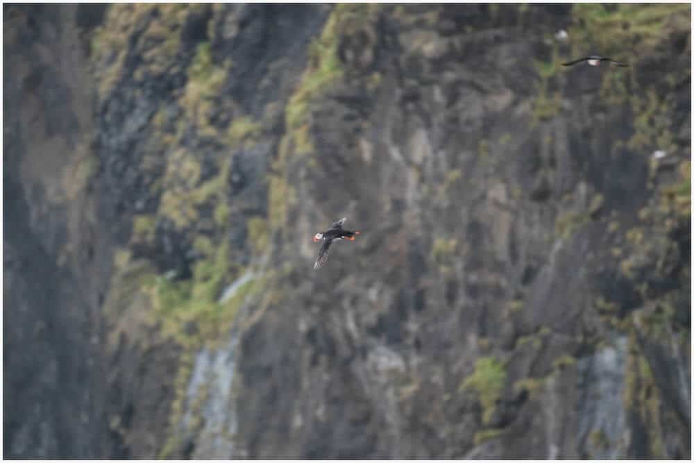 Papageitaucher im Flug